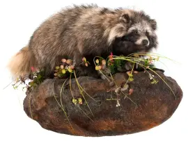 Композиция "Чучело енота" Композиция "Чучело енота"