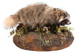 Композиция "Чучело енота" Композиция "Чучело енота"