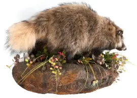 Композиция "Чучело енота" Композиция "Чучело енота"