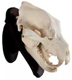 Барельеф "Череп медведя"