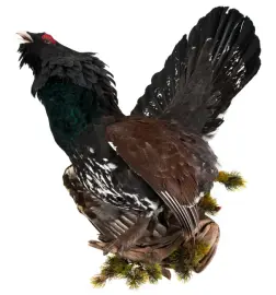 Композиция "Чучело глухаря" Композиция "Чучело глухаря"