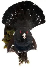 Композиция "Чучело глухаря" Композиция "Чучело глухаря"