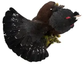 Композиция "Чучело глухаря" Композиция "Чучело глухаря"