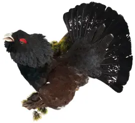 Композиция "Чучело глухаря" Композиция "Чучело глухаря"