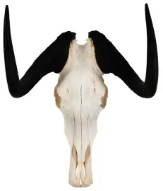 Барельеф "Череп антилопы гну" Барельеф "Череп антилопы гну"