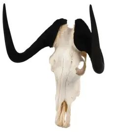 Барельеф "Череп антилопы гну" Барельеф "Череп антилопы гну"