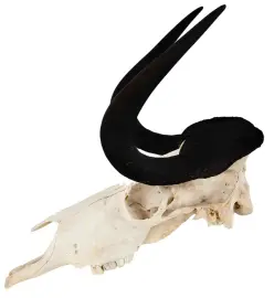 Барельеф "Череп антилопы гну" Барельеф "Череп антилопы гну"