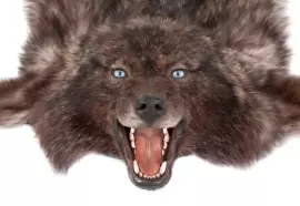 Ковёр из шкуры чёрного канадского волка