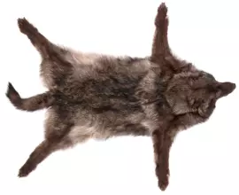 Ковёр из шкуры чёрного канадского волка