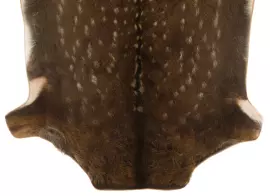 Ковер из шкуры пятнистого оленя