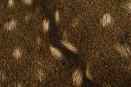 Ковер из шкуры пятнистого оленя