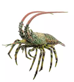 The Lobster box (green)