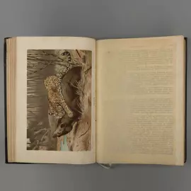 Книга «Жизнь животных Брэма», Брем А.Э, Санкт-Петербург, 1902 г.