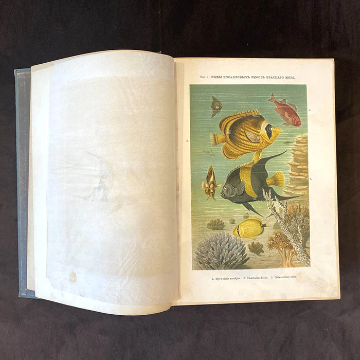 The book "The life of the sea. The flora and fauna of the sea, its life and relationships". K. Keller, St. Petersburg, 1905