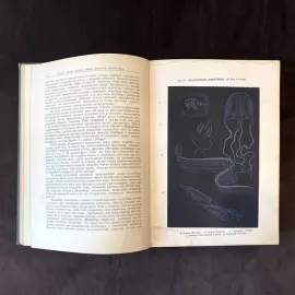 Книга «Жизнь моря. Животный и растительный мир моря, его жизнь и взаимоотношения». Келлер К., Санкт-Петербург, 1905 г.