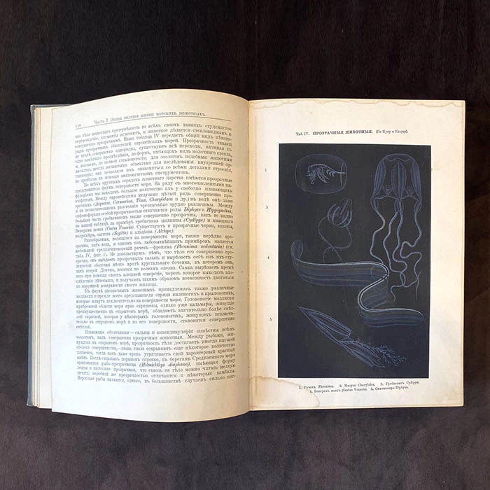The book "The life of the sea. The flora and fauna of the sea, its life and relationships". K. Keller, St. Petersburg, 1905