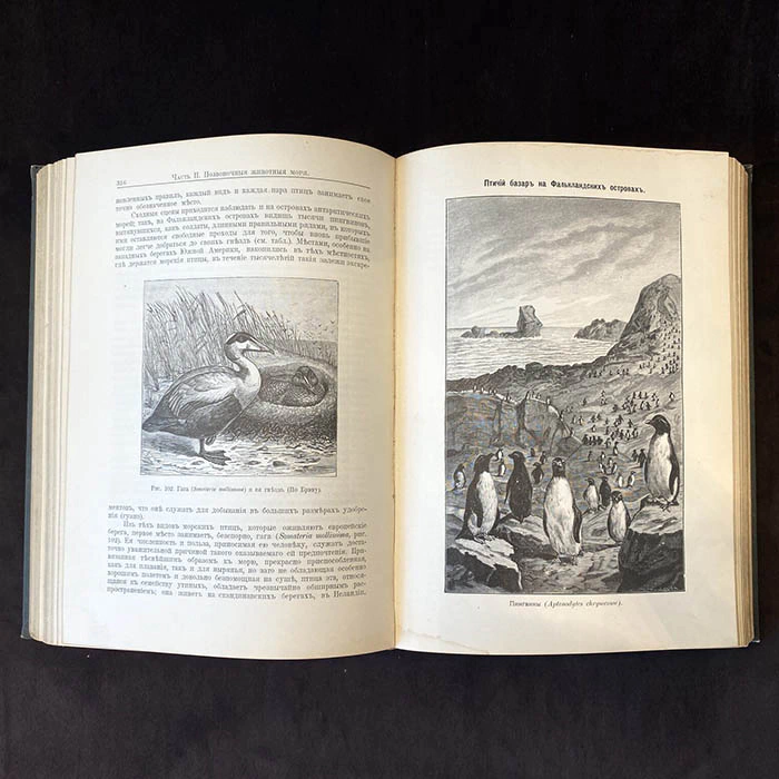 The book "The life of the sea. The flora and fauna of the sea, its life and relationships". K. Keller, St. Petersburg, 1905