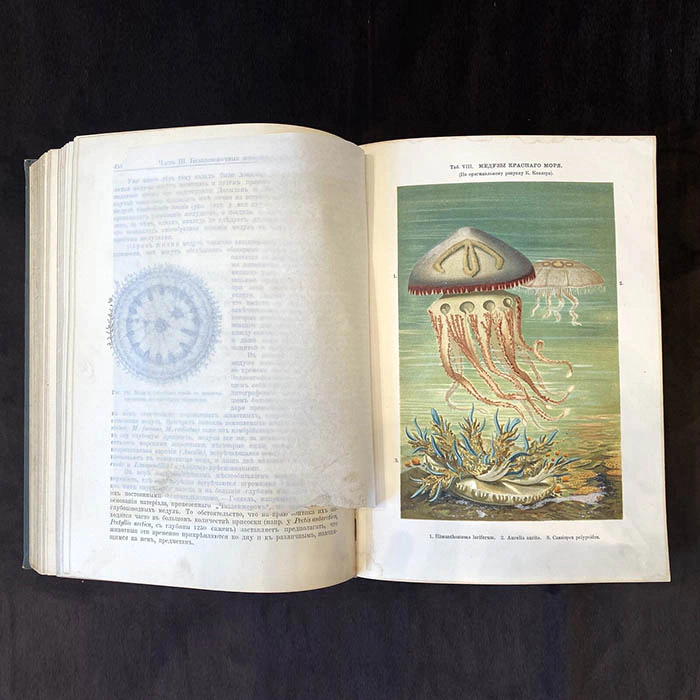 The book "The life of the sea. The flora and fauna of the sea, its life and relationships". K. Keller, St. Petersburg, 1905