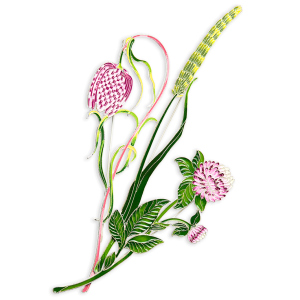 Silver brooch "Clover" from the collection "Herbarium of Tatyana Polyakova"
