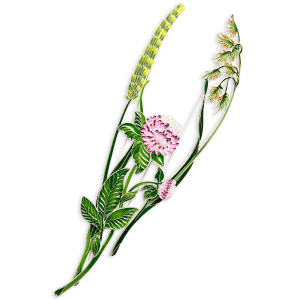 Silver brooch "Clover" from the collection "Herbarium of Tatyana Polyakova"