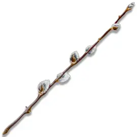 Брошь серебряная "Верба" коллекции "Гербарий Татьяны Поляковой" Брошь серебряная "Верба" коллекции "Гербарий Татьяны Поляковой"