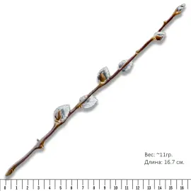 Брошь серебряная "Верба" коллекции "Гербарий Татьяны Поляковой" Брошь серебряная "Верба" коллекции "Гербарий Татьяны Поляковой"