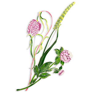 Silver brooch "Timofeevka lugovaya" collection "Herbarium of Tatyana Polyakova"
