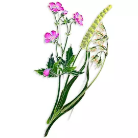 Silver brooch "Canary reed" collection "Herbarium of Tatiana Polyakova"