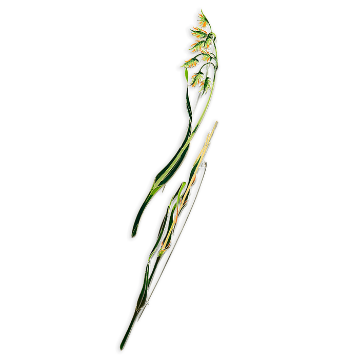 Silver brooch "Canary reed" collection "Herbarium of Tatiana Polyakova"