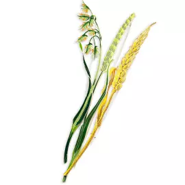 Silver brooch "Canary reed" collection "Herbarium of Tatiana Polyakova"