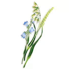 Silver brooch "Canary reed" collection "Herbarium of Tatiana Polyakova"