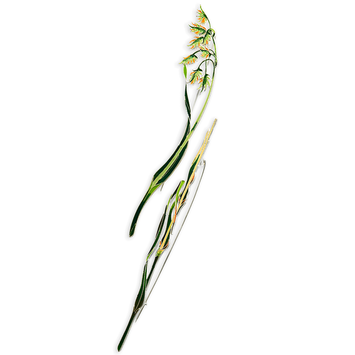 Silver brooch "Water canary" from the collection "Herbarium of Tatyana Polyakova"