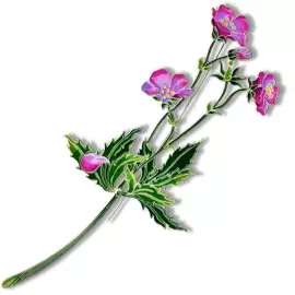 Silver brooch "Geranium of the forest" collection "Herbarium of Tatyana Polyakova"