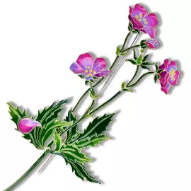 Silver brooch "Geranium of the forest" collection "Herbarium of Tatyana Polyakova"