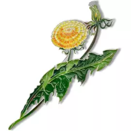 Silver brooch "Dandelion of the field" collection "Herbarium of Tatyana Polyakova"
