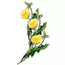 Silver brooch "Dandelion of the field" collection "Herbarium of Tatyana Polyakova"