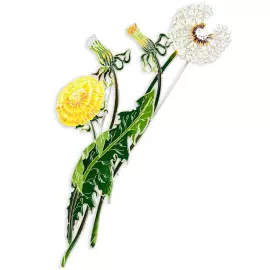 Silver brooch "Dandelion of the field" collection "Herbarium of Tatyana Polyakova"