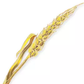 Silver brooch "Wheat" from the collection "Herbarium of Tatyana Polyakova"