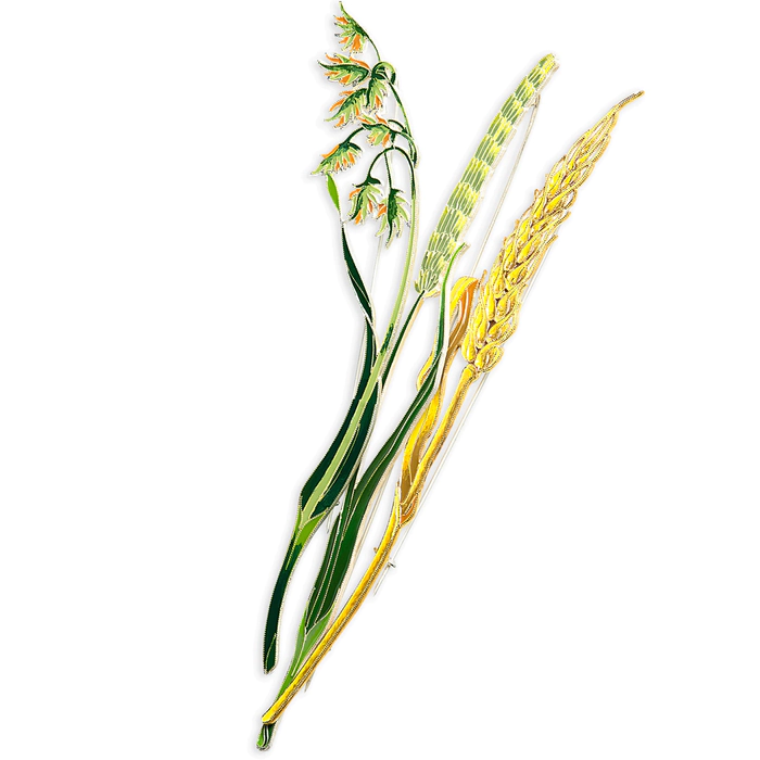 Silver brooch "Wheat" from the collection "Herbarium of Tatyana Polyakova"