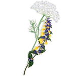 Silver brooch "Ivan da Marya" from the collection "Herbarium of Tatyana Polyakova"