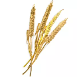 Silver brooch "Wheat" from the collection "Herbarium of Tatyana Polyakova"