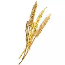 Silver brooch "Wheat" from the collection "Herbarium of Tatyana Polyakova"