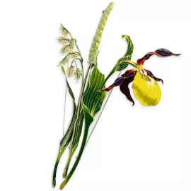 Silver brooch "Venus's slipper" collection "Herbarium of Tatiana Polyakova"