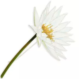 Silver brooch "Water Lily" from the collection "Herbarium of Tatyana Polyakova"