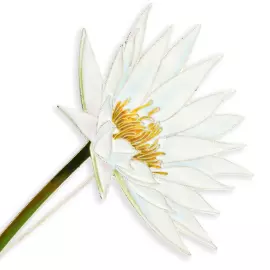 Silver brooch "Water Lily" from the collection "Herbarium of Tatyana Polyakova"