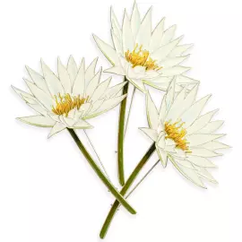 Silver brooch "Water Lily" from the collection "Herbarium of Tatyana Polyakova"