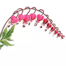 Брошь серебряная "Дицентра" коллекции "Гербарий Татьяны Поляковой"