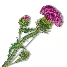 Брошь серебряная "Чертополох" коллекции "Гербарий Татьяны Поляковой"