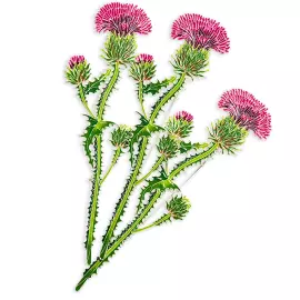 Брошь серебряная "Чертополох" коллекции "Гербарий Татьяны Поляковой"