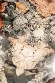 Стол из среза натуральной яшмы с фигурными бронзовыми ножками. Коллекционный образец